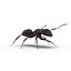 Black Ant Rigged for Maya