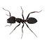 Black Ant Rigged for Maya
