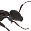 Black Ant Rigged for Maya