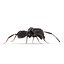 Black Ant Rigged for Maya