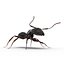 Black Ant Rigged for Maya