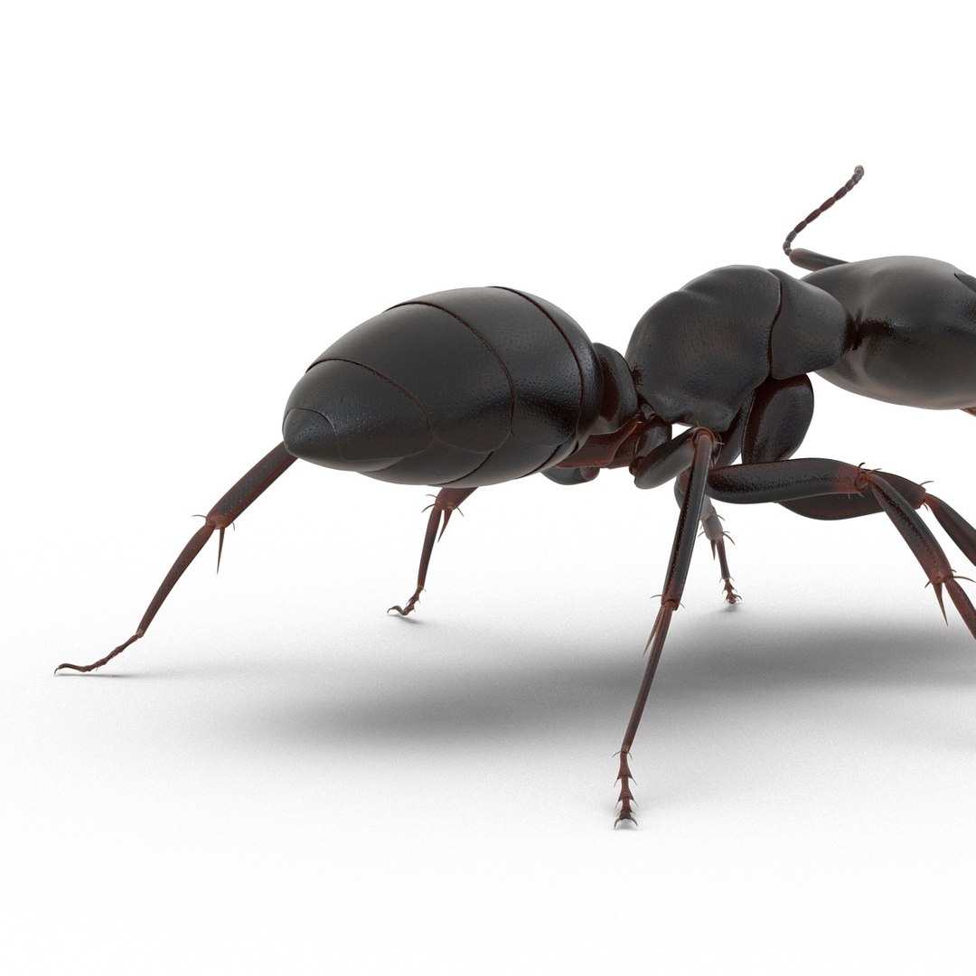 3d model black ant rigged https://p.turbosquid.com/ts-thumb/Yo/oLoyxW/ytYwAE89/blackantriggedmaya3dmodel23/jpg/1478360710/1920x1080/fit_q87/d16f51fe3ba10d5776a62d871e51e98c952e0a56/blackantriggedmaya3dmodel23.jpg