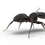 Black Ant Rigged for Maya