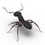 Black Ant Rigged for Maya