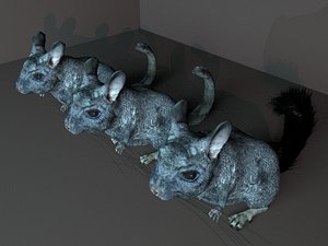 3D chinchilla rodent mammals model