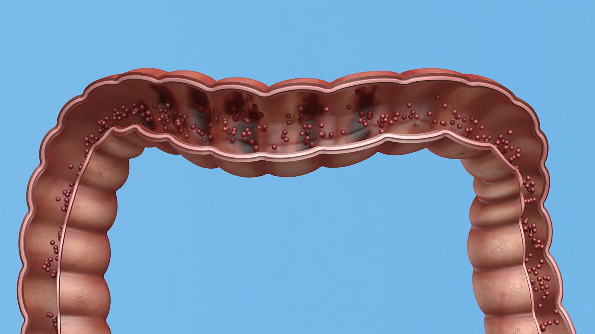 3D Enterotoxin Demonstration Internal Organs Anatomy Model - TurboSquid ...
