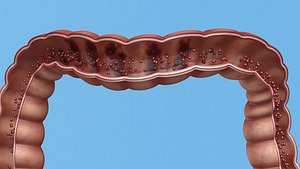 Enterotoxin demonstration  internal organs anatomy
