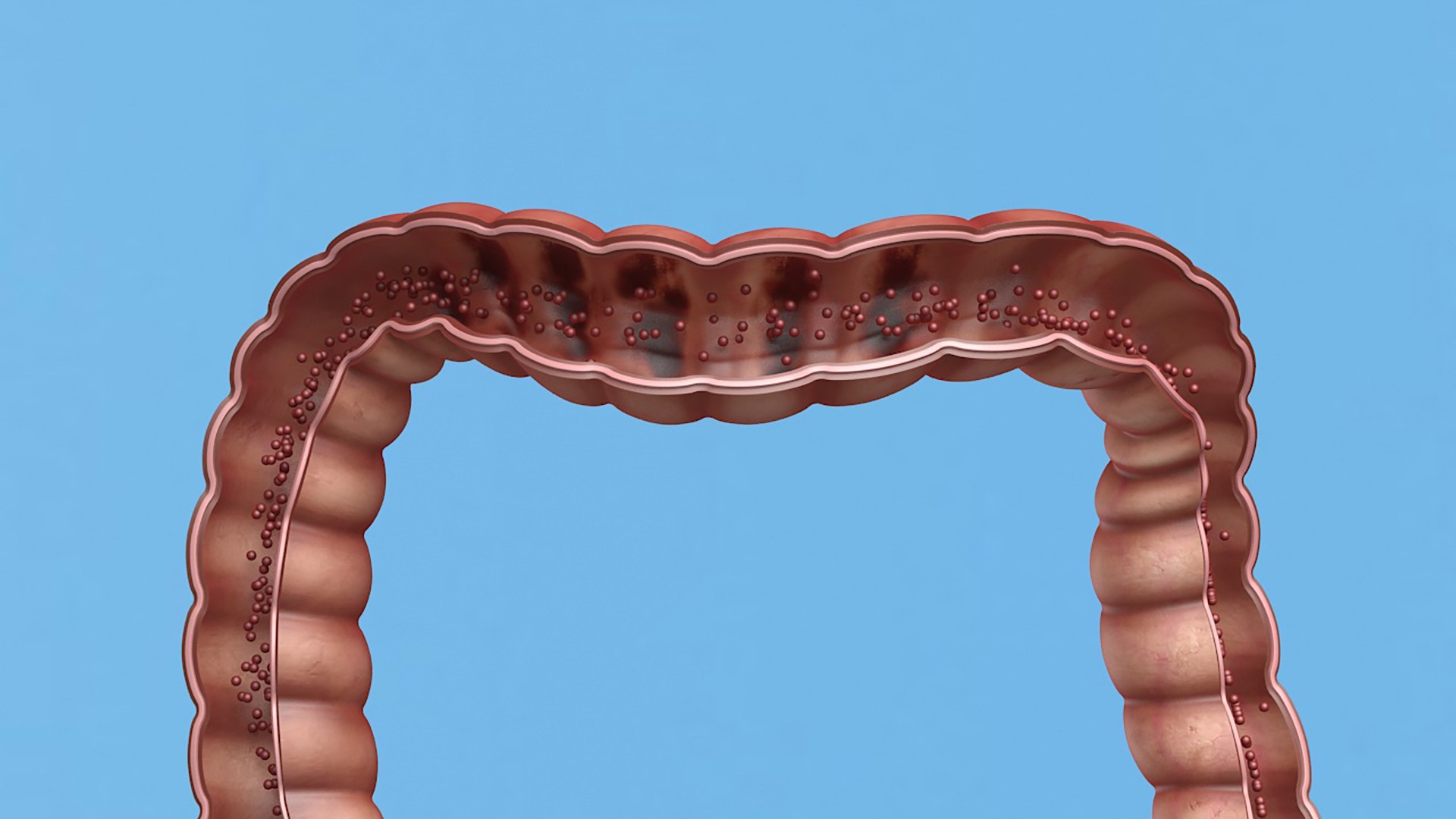3D Enterotoxin Demonstration Internal Organs Anatomy Model - TurboSquid ...