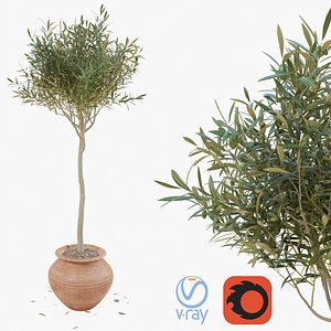 Olive Tree in pot