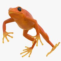 Realistic Tropical Mantella Frog Rigged