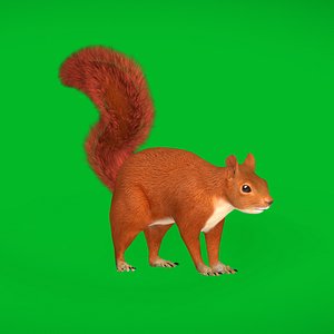 3D model Amazon Red Squirrel