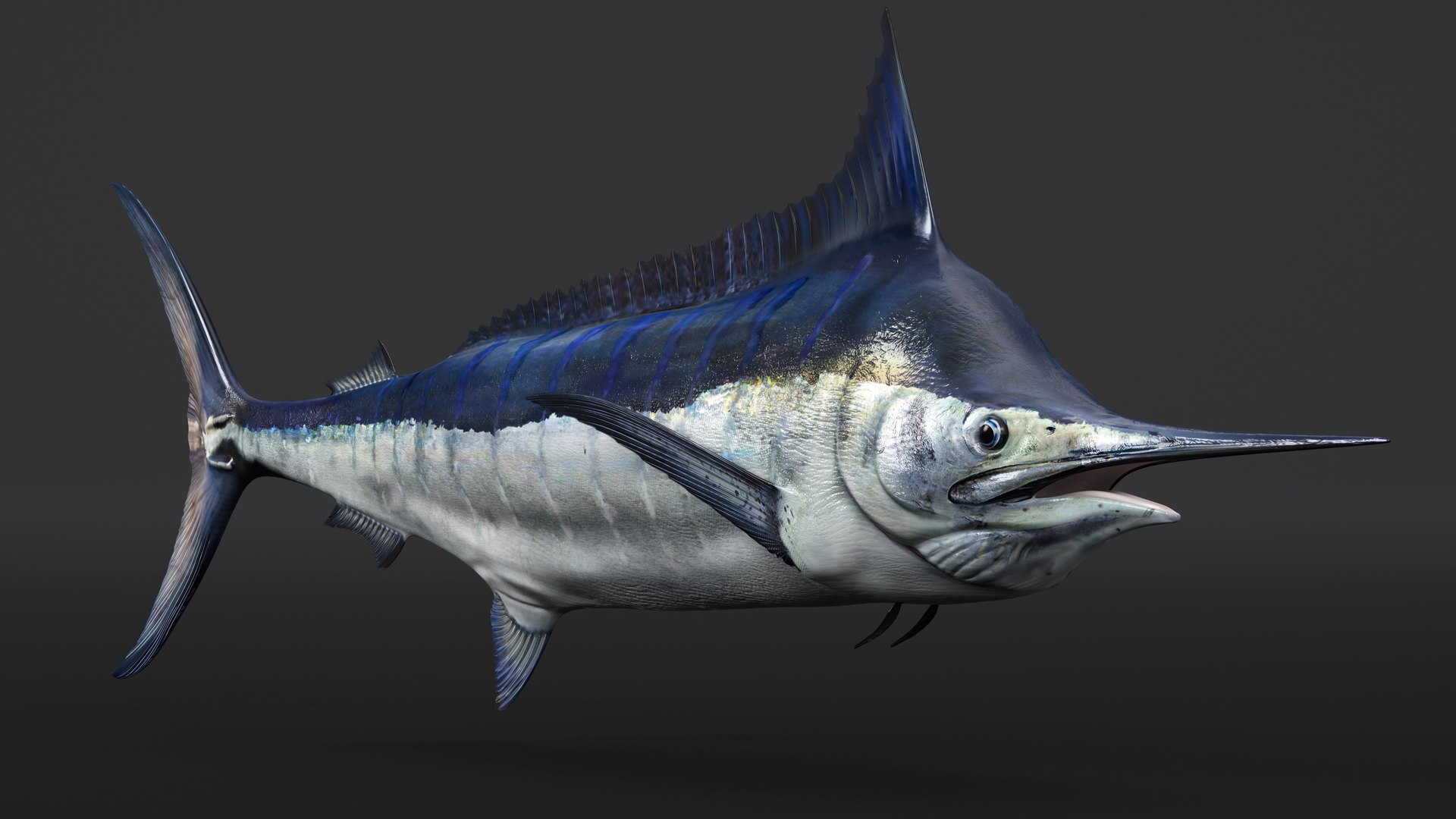 blue marlin rigged 3d max
