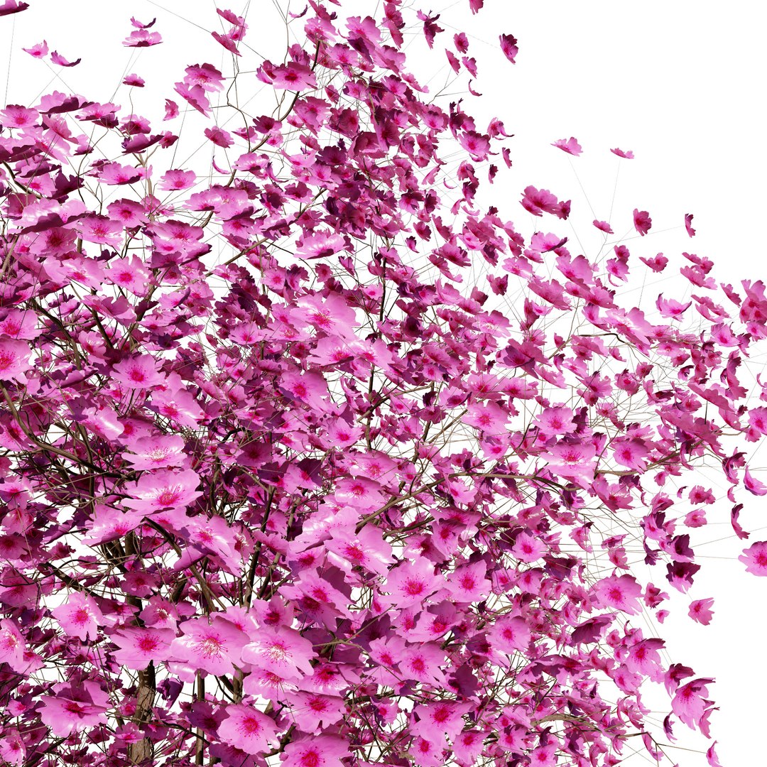 3D Cercis canadensis 3D Asset model https://p.turbosquid.com/ts-thumb/Yp/zdoESe/Ce/cerciscanadensis021/jpg/1724875031/1920x1080/fit_q87/4525e4b12694015ff4f5bc8dcff696e35922b3ac/cerciscanadensis021.jpg