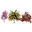 Risorsa 3D di Cercis canadensis