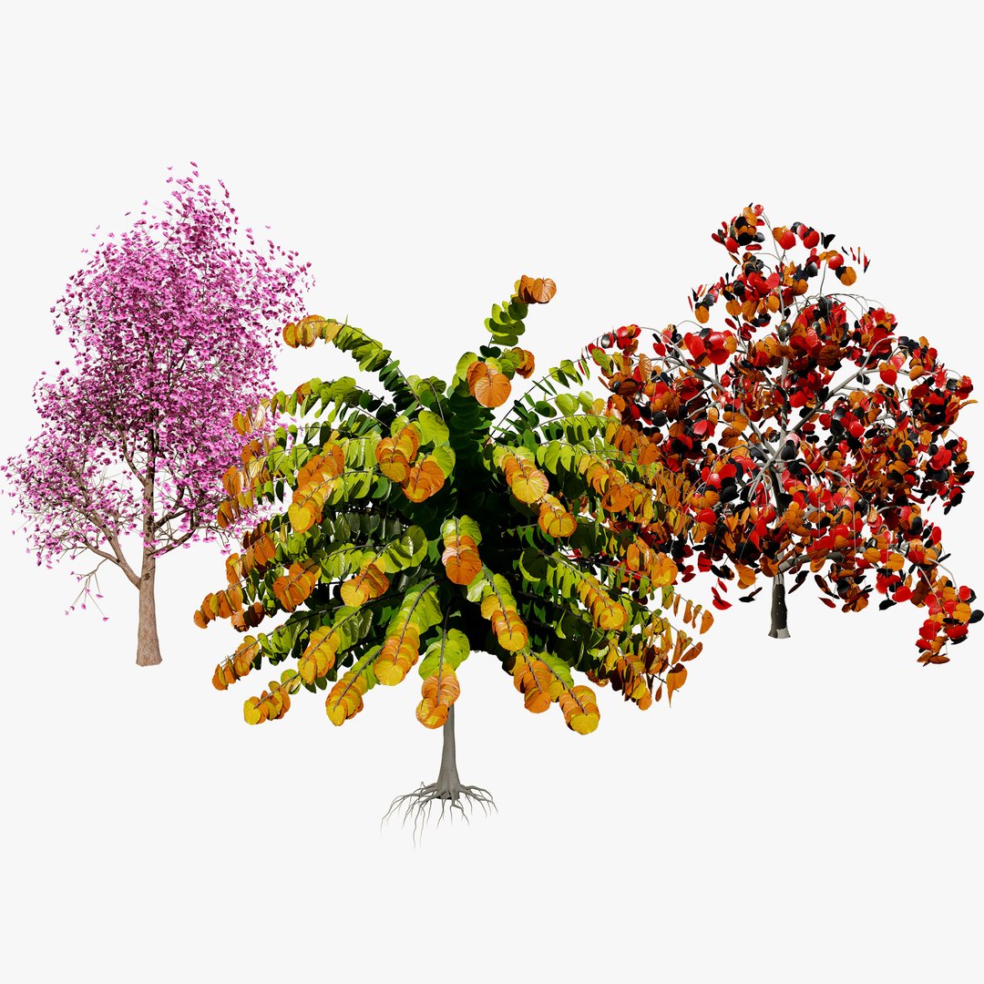 3D Cercis canadensis 3D Asset model https://p.turbosquid.com/ts-thumb/Yp/zdoESe/TM/00search/jpg/1724875028/1920x1080/fit_q87/048835f6c9a8958256c7b7ed75048b180bb1b35b/00search.jpg