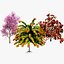 Risorsa 3D di Cercis canadensis