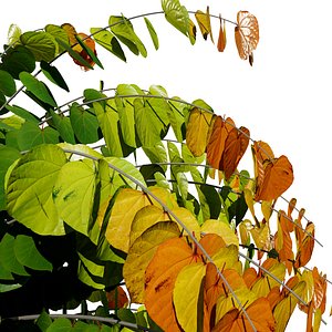 3D Cercis canadensis 3D Asset model