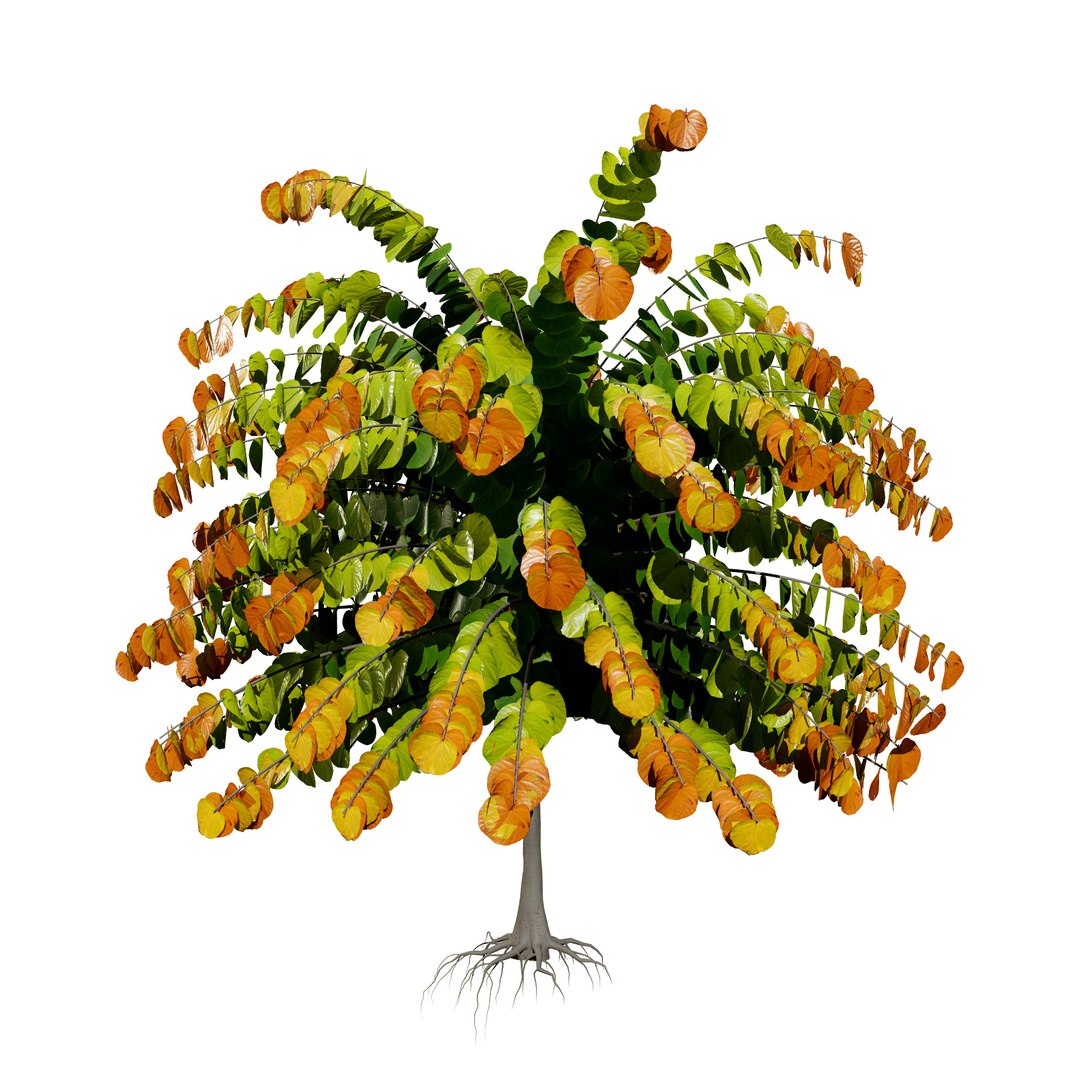 3D Cercis canadensis 3D Asset model https://p.turbosquid.com/ts-thumb/Yp/zdoESe/qV/cerciscanadensis/jpg/1724875034/1920x1080/fit_q87/5e3f3ad11023a8ddc55e16df0de8b076797a4f8e/cerciscanadensis.jpg
