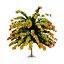 Risorsa 3D di Cercis canadensis