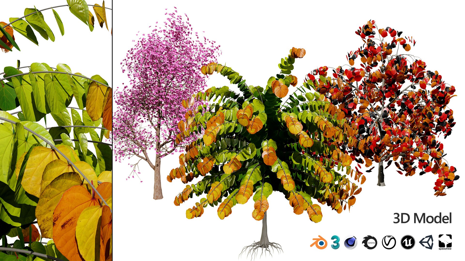 3D Cercis canadensis 3D Asset model https://p.turbosquid.com/ts-thumb/Yp/zdoESe/xZ/artcover01/jpg/1724875030/1920x1080/fit_q87/379e8f5ba9d9c03c400ab7020df4ebf2e5473fc9/artcover01.jpg