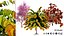 Risorsa 3D di Cercis canadensis