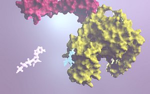 3D model g protein