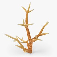 Acropora Coral R 03