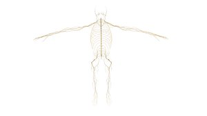 3D Human Nerves