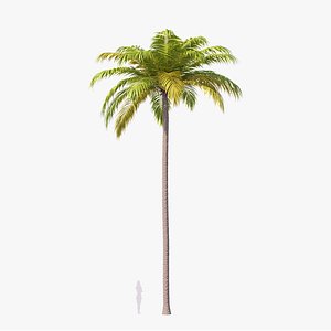 3D Palm 04