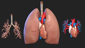 Heart Respiratory System Lung Lobes of lung Bronchial Tube 3D
