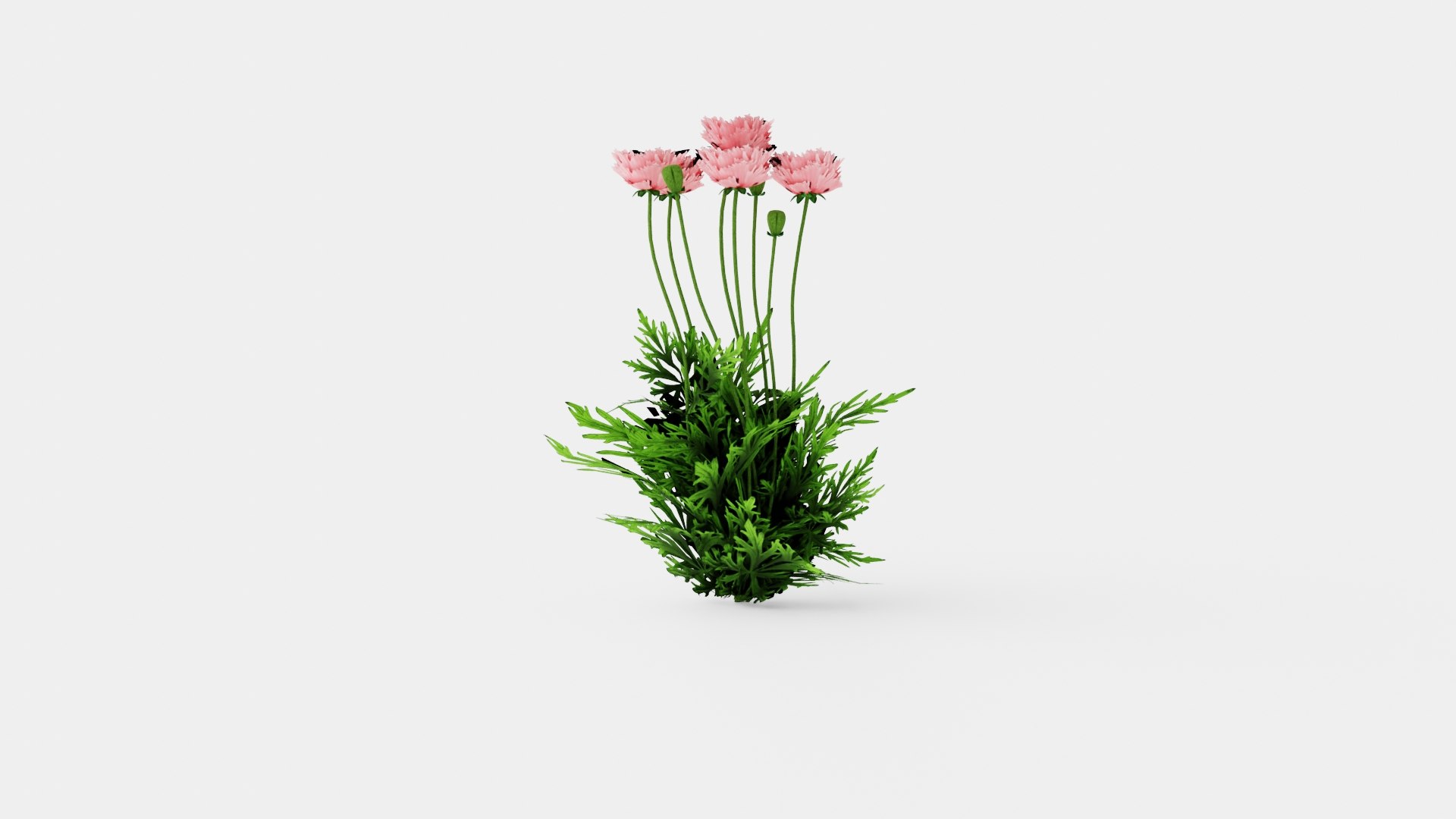 3D Papaver orientale Fornsott Summer Orientvalmue model https://p.turbosquid.com/ts-thumb/Yr/0tD4cu/2q/preview_2/jpg/1719816264/1920x1080/fit_q87/b6f229a3658351c11f90836ac53d463f470117e7/preview_2.jpg