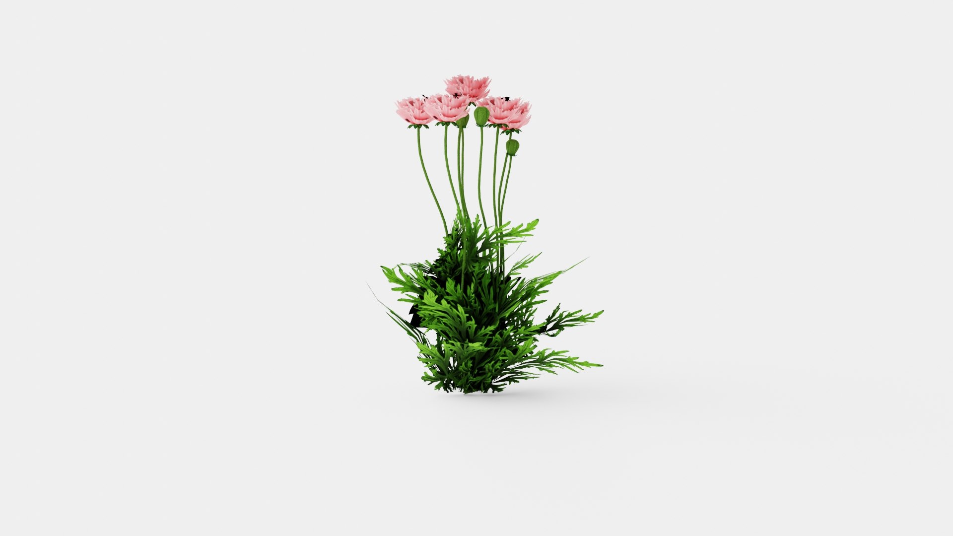 3D Papaver orientale Fornsott Summer Orientvalmue model https://p.turbosquid.com/ts-thumb/Yr/0tD4cu/7E/preview_3/jpg/1719816268/1920x1080/fit_q87/f96bfe043d6537b1c84bf3f00a3364c5577f4f61/preview_3.jpg