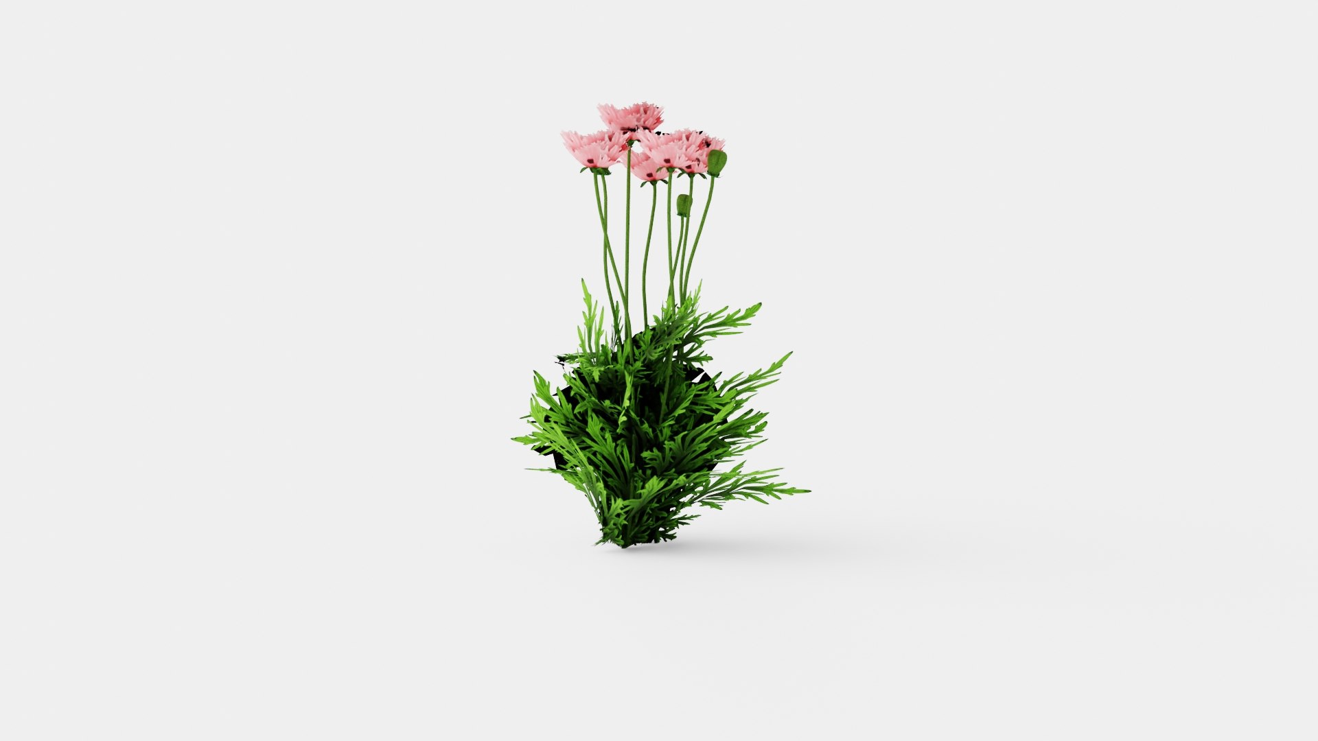 3D Papaver orientale Fornsott Summer Orientvalmue model https://p.turbosquid.com/ts-thumb/Yr/0tD4cu/x4/preview_4/jpg/1719816271/1920x1080/fit_q87/1aac1564f602baae2b4a1f1a55acff544883e910/preview_4.jpg