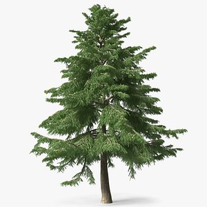 Cedrus Libani Green Tree model