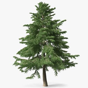 Cedrus Libani Green Tree
