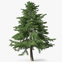 Cedrus Libani Green Tree