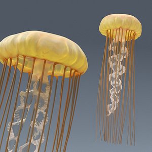 3D Chrysaora Fuscescens Jellyfish Swim Animated Rigged For Maya