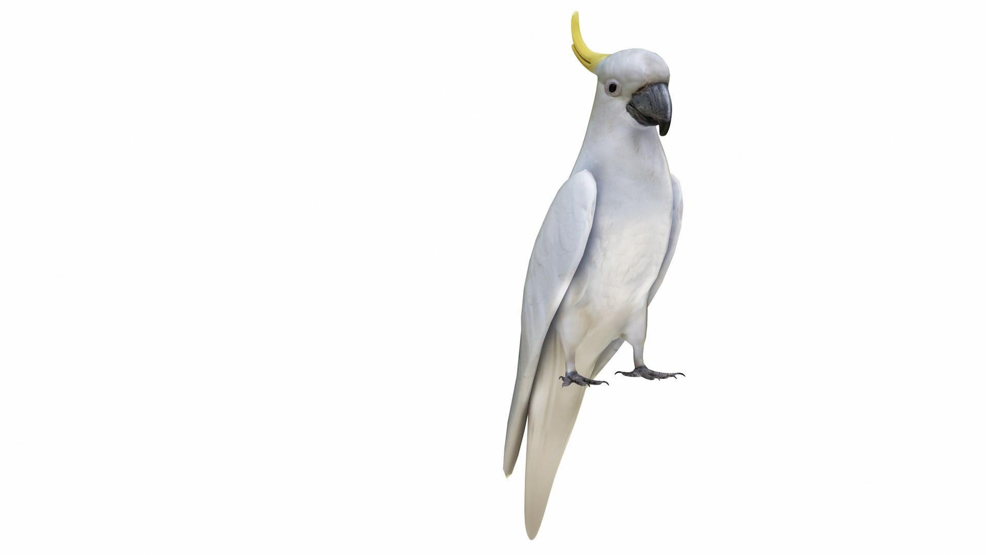 3D model Parrot and Cage Collection https://p.turbosquid.com/ts-thumb/Yr/OVvwZU/2T/cockatoo6/jpg/1736236622/1920x1080/fit_q87/86b2f9a48295e91e4a4ce57dcc2c7df635cf0318/cockatoo6.jpg