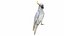 Parrot and Cage Collection