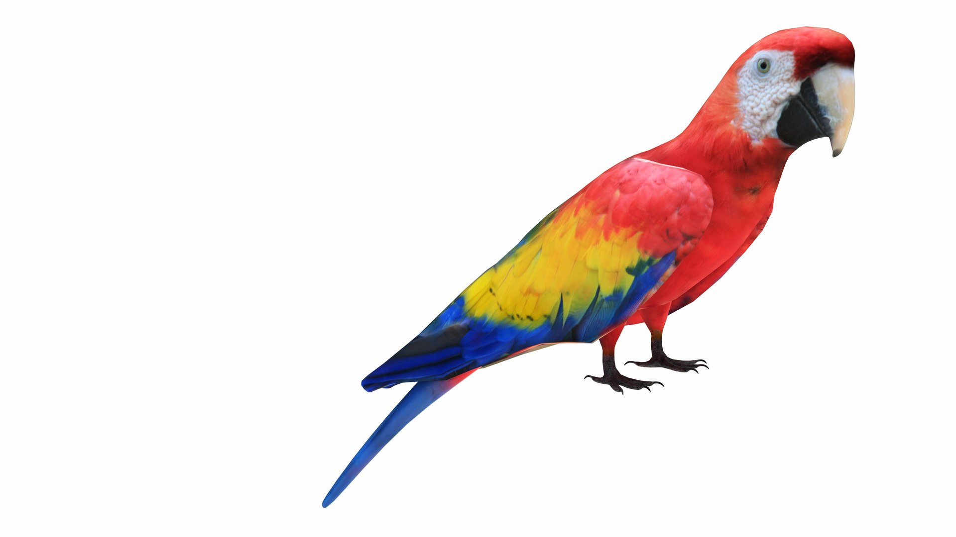 3D model Parrot and Cage Collection https://p.turbosquid.com/ts-thumb/Yr/OVvwZU/7I/redmacawparrot4/jpg/1736192498/1920x1080/fit_q87/fa0a22fd955ae8a6c0911ea45b3b233ac750f5df/redmacawparrot4.jpg