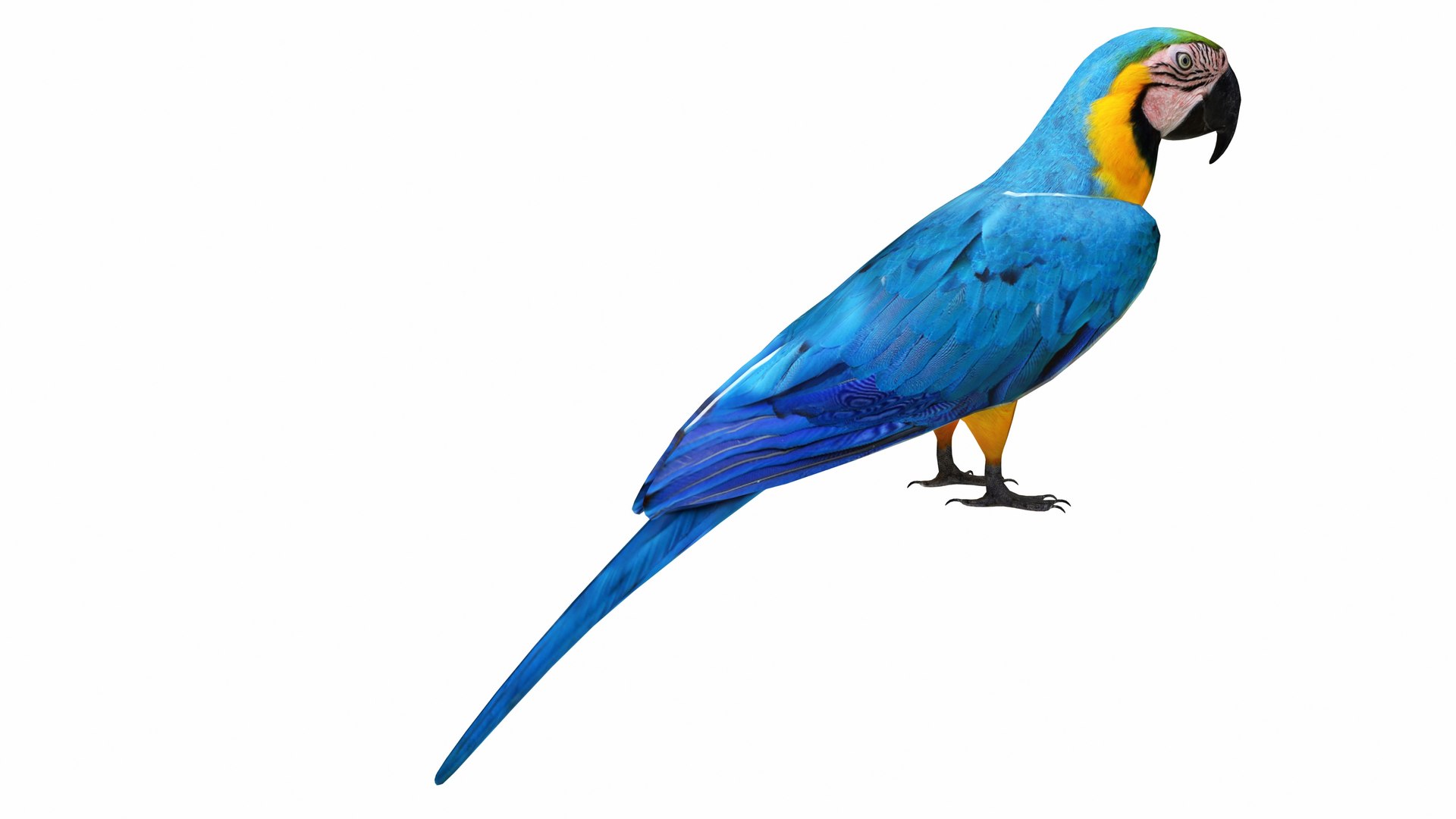 3D model Parrot and Cage Collection https://p.turbosquid.com/ts-thumb/Yr/OVvwZU/7v/throatedmacawparrot5/jpg/1736192537/1920x1080/fit_q87/77ce0ef6819e9909149e4234f0d6b37db468bc25/throatedmacawparrot5.jpg