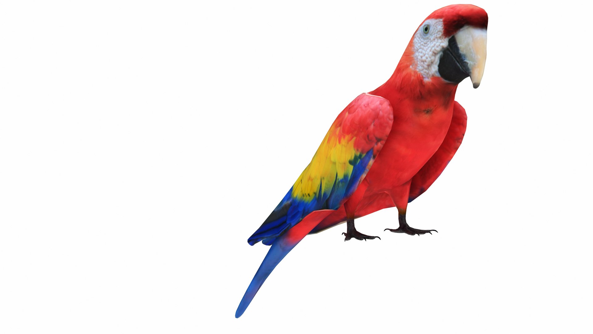 3D model Parrot and Cage Collection https://p.turbosquid.com/ts-thumb/Yr/OVvwZU/Gk/redmacawparrot6/jpg/1736192495/1920x1080/fit_q87/df984a36a64f9d6ea6255060a82b3ced7d0a998b/redmacawparrot6.jpg