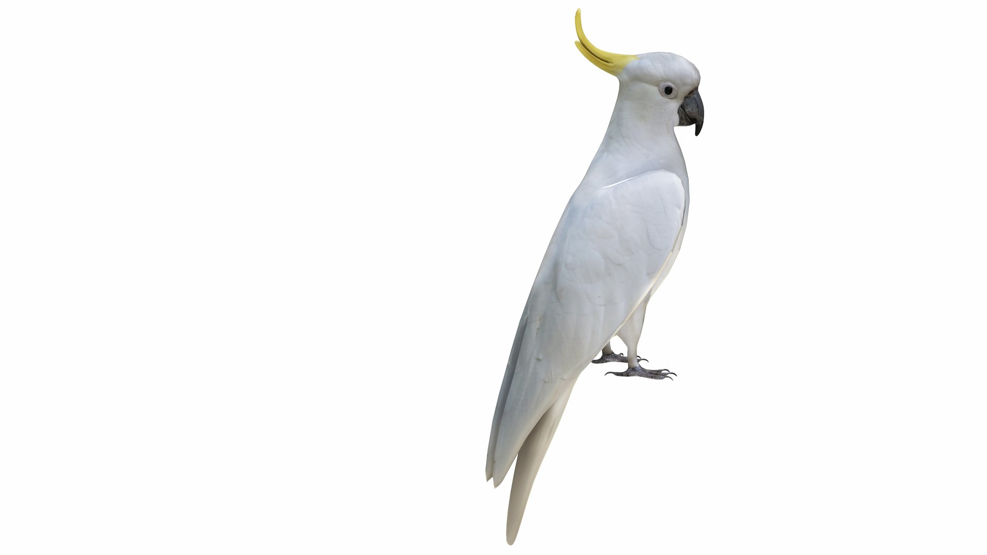 3D model Parrot and Cage Collection https://p.turbosquid.com/ts-thumb/Yr/OVvwZU/V7/cockatoo5/jpg/1736236622/1920x1080/fit_q87/22a0de9c823f58ce25c44bcd993009e34a1fee82/cockatoo5.jpg