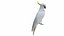 Parrot and Cage Collection