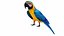 Parrot and Cage Collection