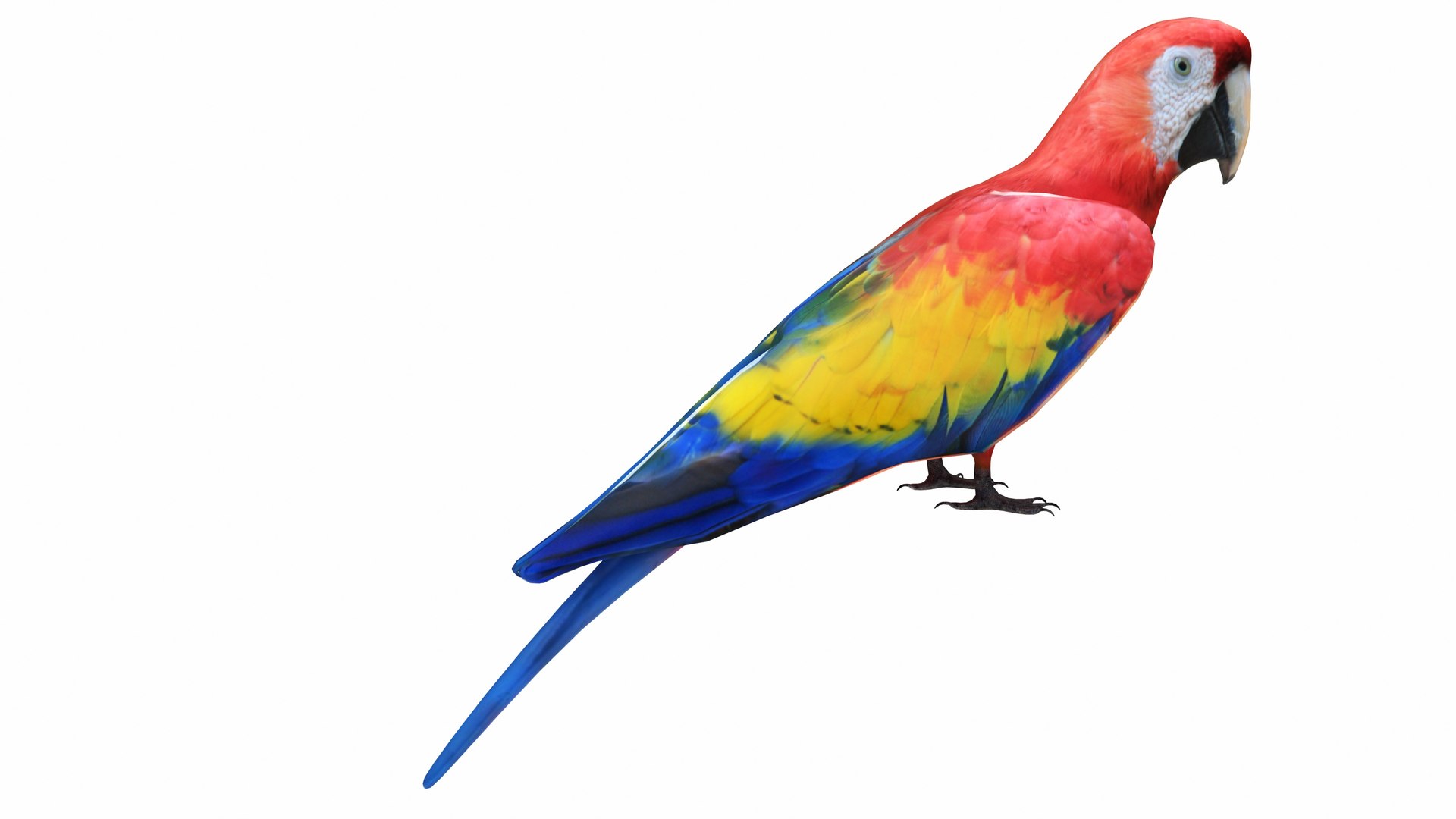 3D model Parrot and Cage Collection https://p.turbosquid.com/ts-thumb/Yr/OVvwZU/aD/redmacawparrot5/jpg/1736192494/1920x1080/fit_q87/c24307f55d06e4276ea7f0d821a3f1b7b0d2b6f0/redmacawparrot5.jpg