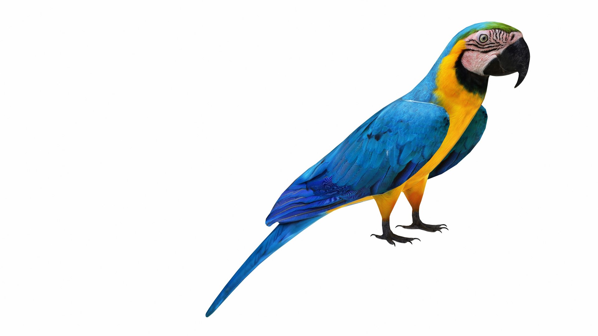 3D model Parrot and Cage Collection https://p.turbosquid.com/ts-thumb/Yr/OVvwZU/am/throatedmacawparrot4/jpg/1736192541/1920x1080/fit_q87/6b34de383ced5f571f0b91074018d04f0e0f8a2b/throatedmacawparrot4.jpg