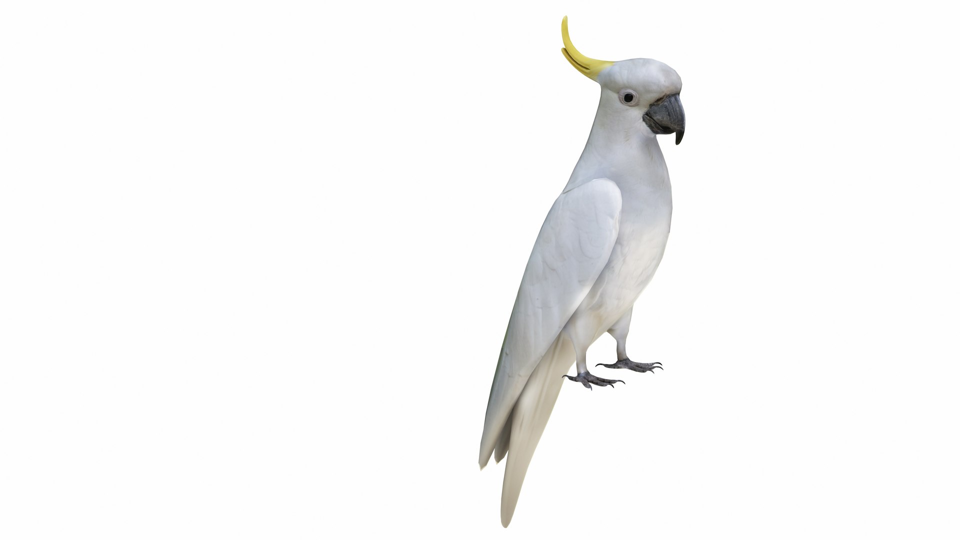 3D model Parrot and Cage Collection https://p.turbosquid.com/ts-thumb/Yr/OVvwZU/tA/cockatoo4/jpg/1736236625/1920x1080/fit_q87/4430500b6c338ed372c6a58922d5f5a219a0cbb4/cockatoo4.jpg