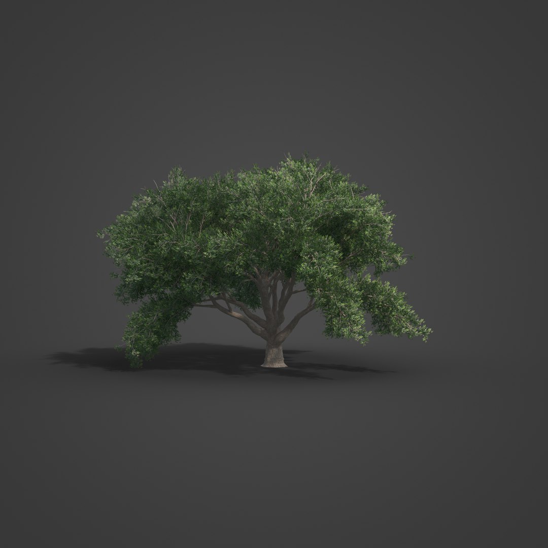 2021 PBR Coast Live Oak Collection - Quercus Agrifolia 3D model https://p.turbosquid.com/ts-thumb/Yr/ayNd7c/9U/we17_all_rbt_v01_1006/jpg/1634922373/1920x1080/fit_q87/5da95c4be857e9567cda9a244dd4bfb906b756d9/we17_all_rbt_v01_1006.jpg