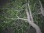 2021 PBR Coast Live Oak Collection - Quercus Agrifolia